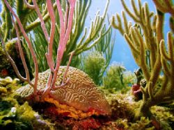 A beautiful brain coral with sea rods surrounding it.  Sh... by Daniel Bark 